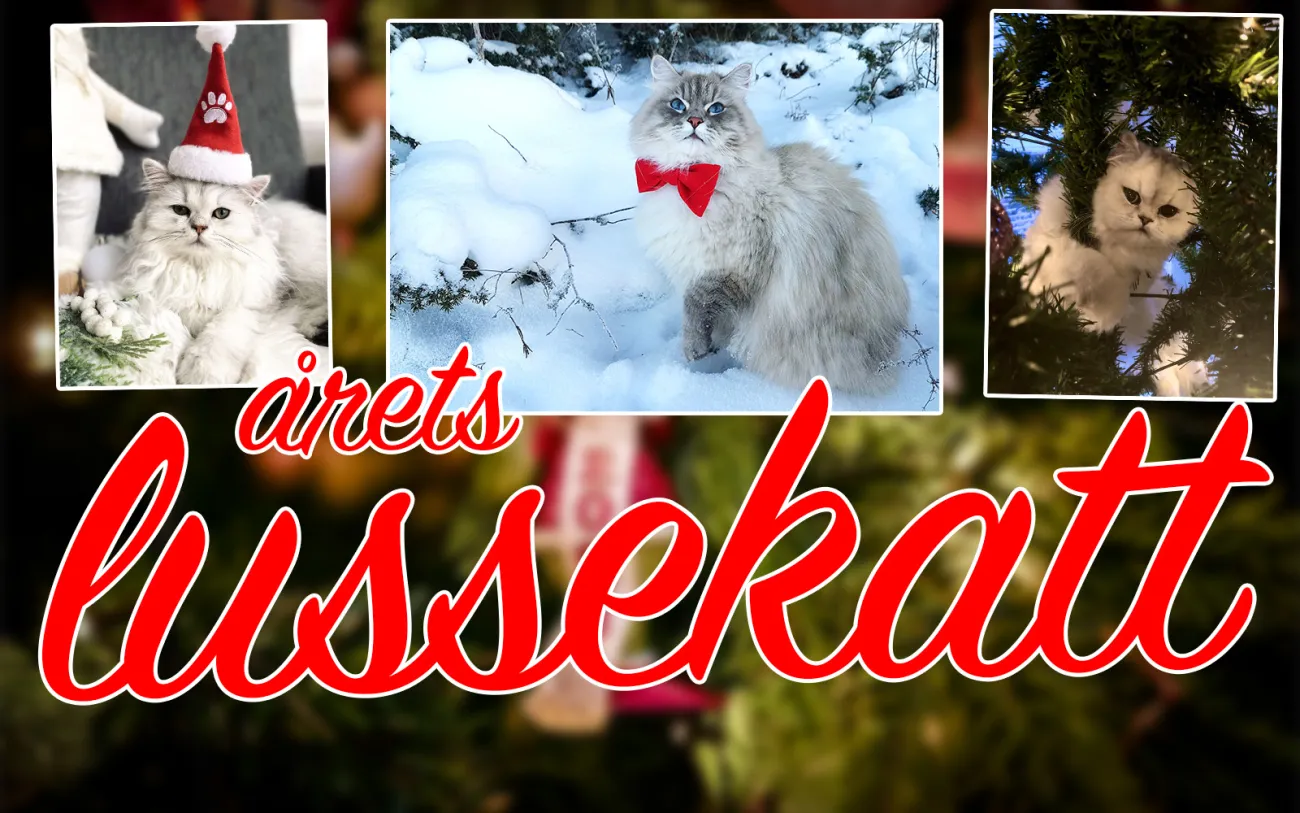 Årets lussekatt